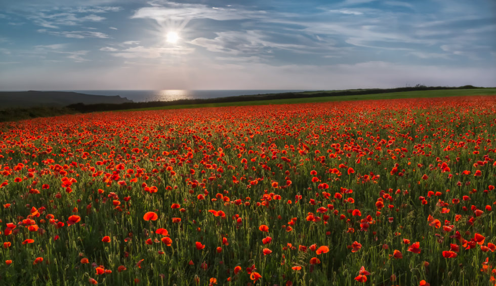 Field of Poppies